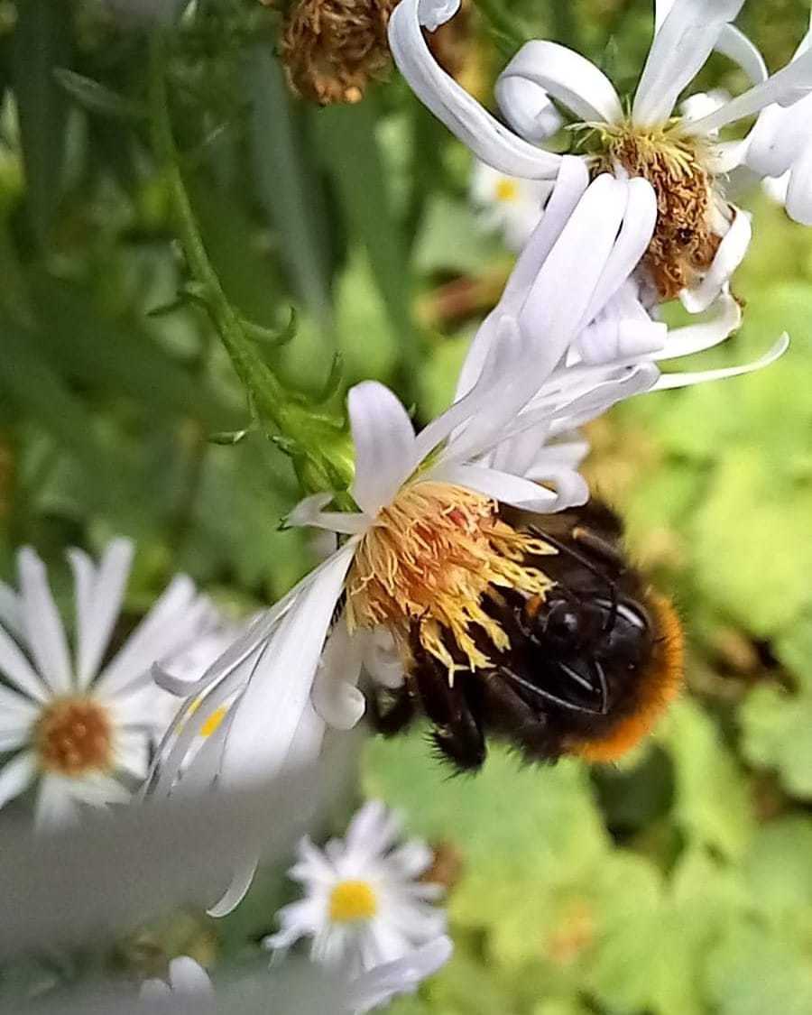A bumblebee at Birkenhead Park by Chantelle Fulton