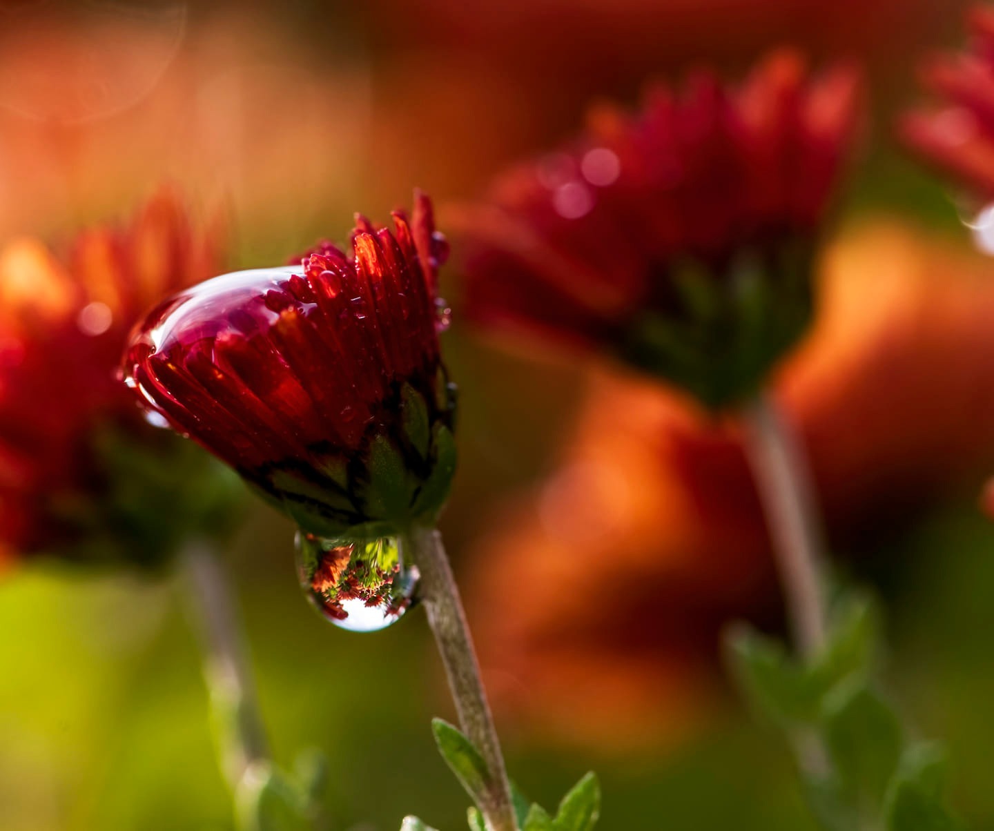 Crysanthemum colour by Richard Bradford