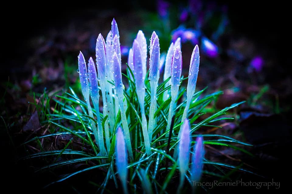 Crocuses and raindrops by Tracey Rennie