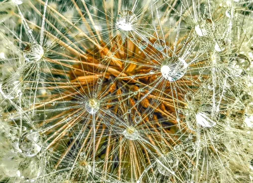 Dew drops on dandelion seeds by Intiuition Photography