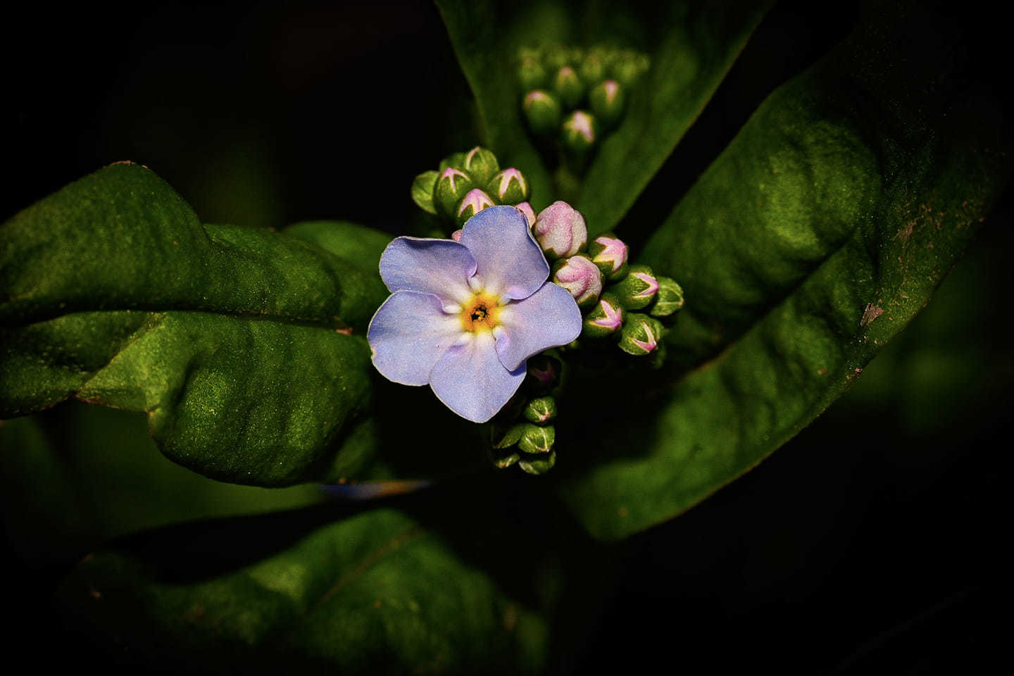 Forget-me-nots by Laura Kennedy