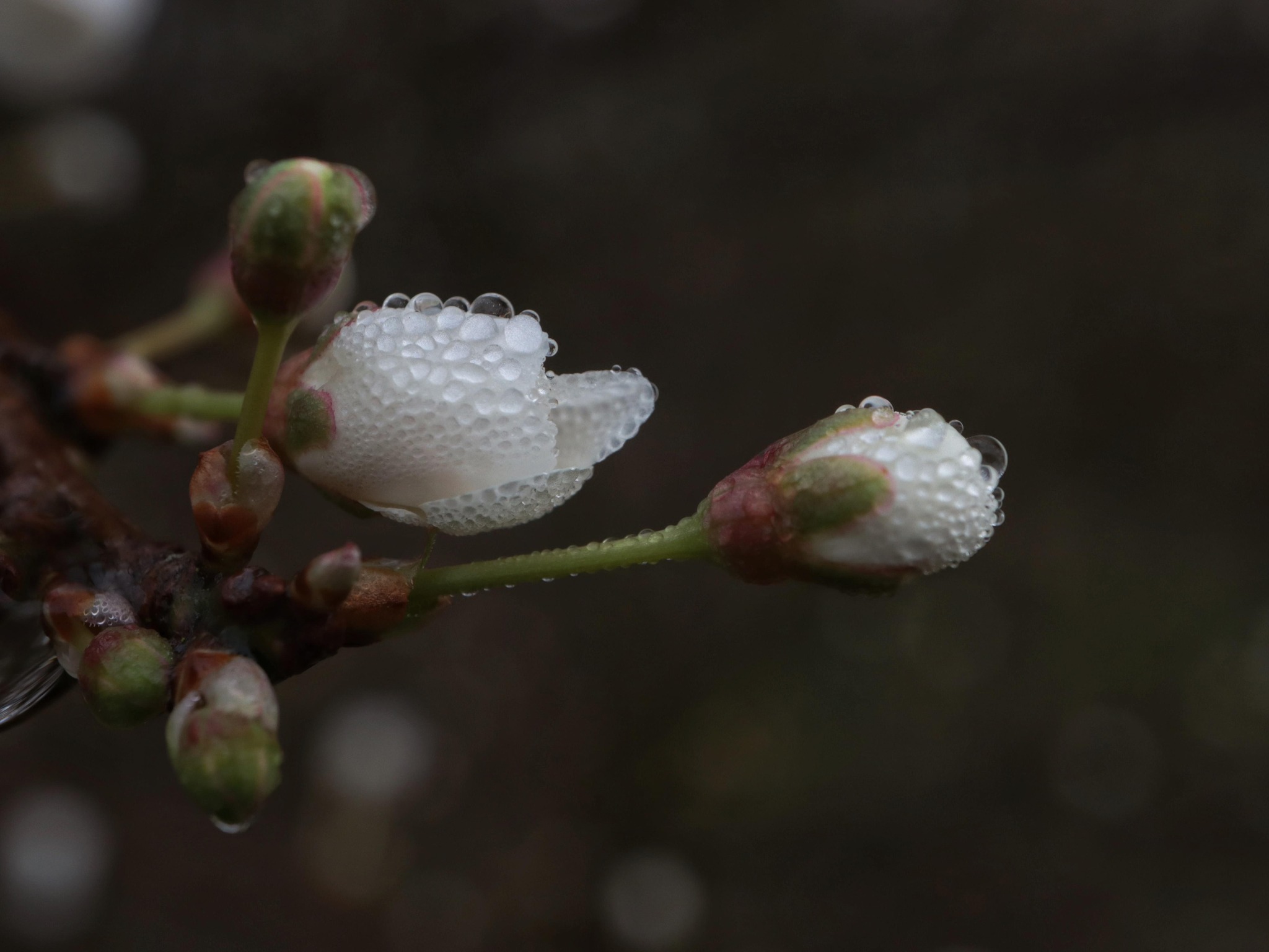 Raindrops on fresh buds by Matt Calveley