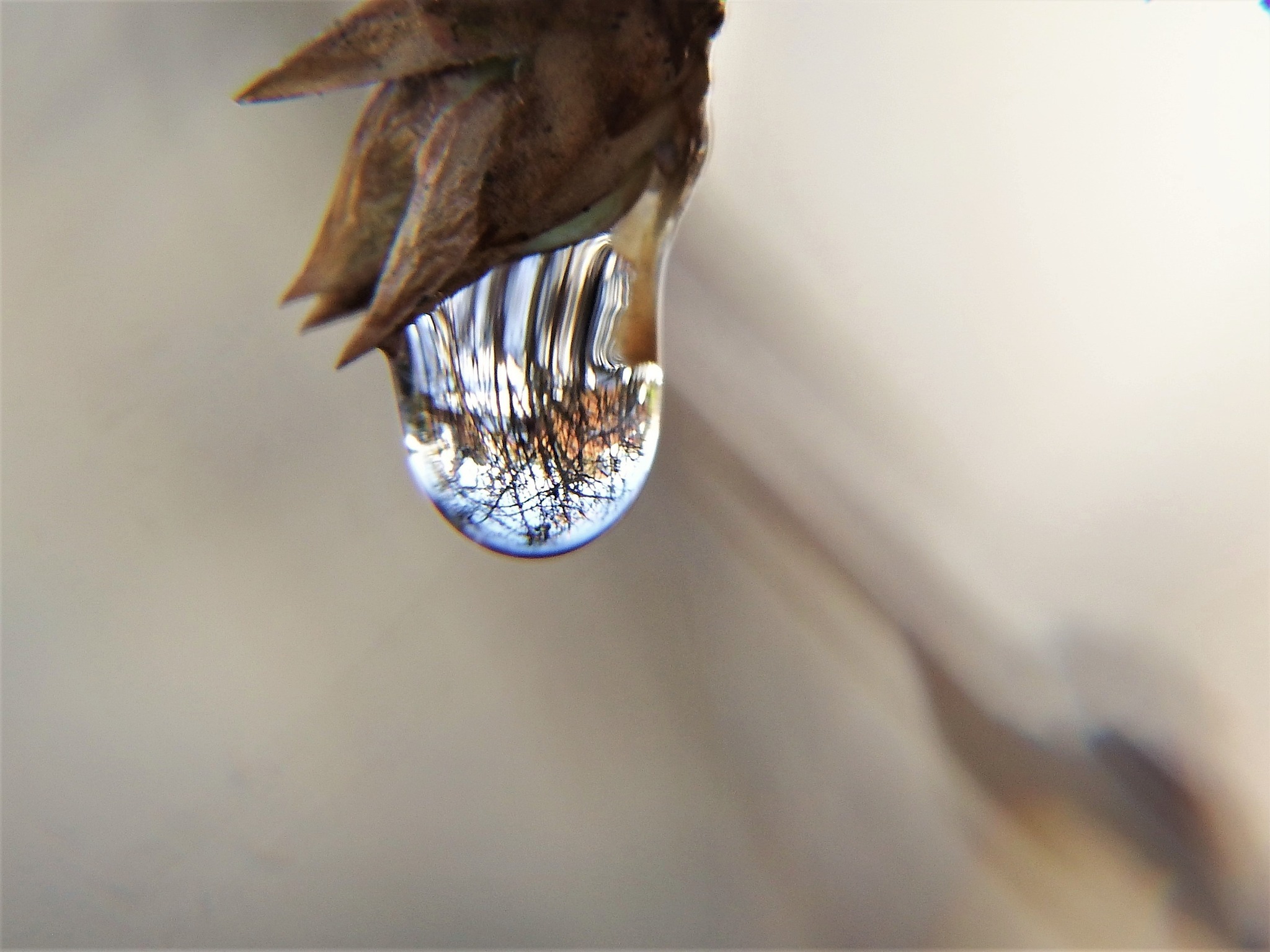 Water droplet in Neston by Bryony Pierce