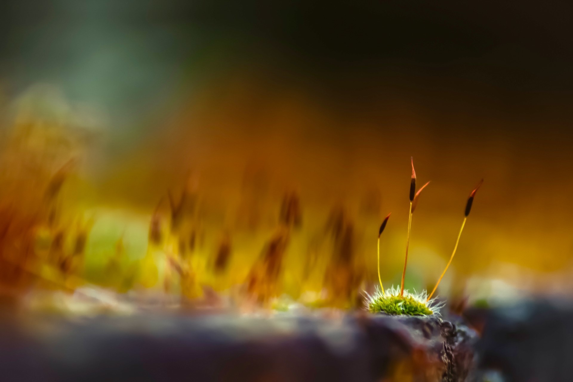 Moss in warm morning light - This years exhibition photo in Leeds and last year in Chicago and Philadelphia