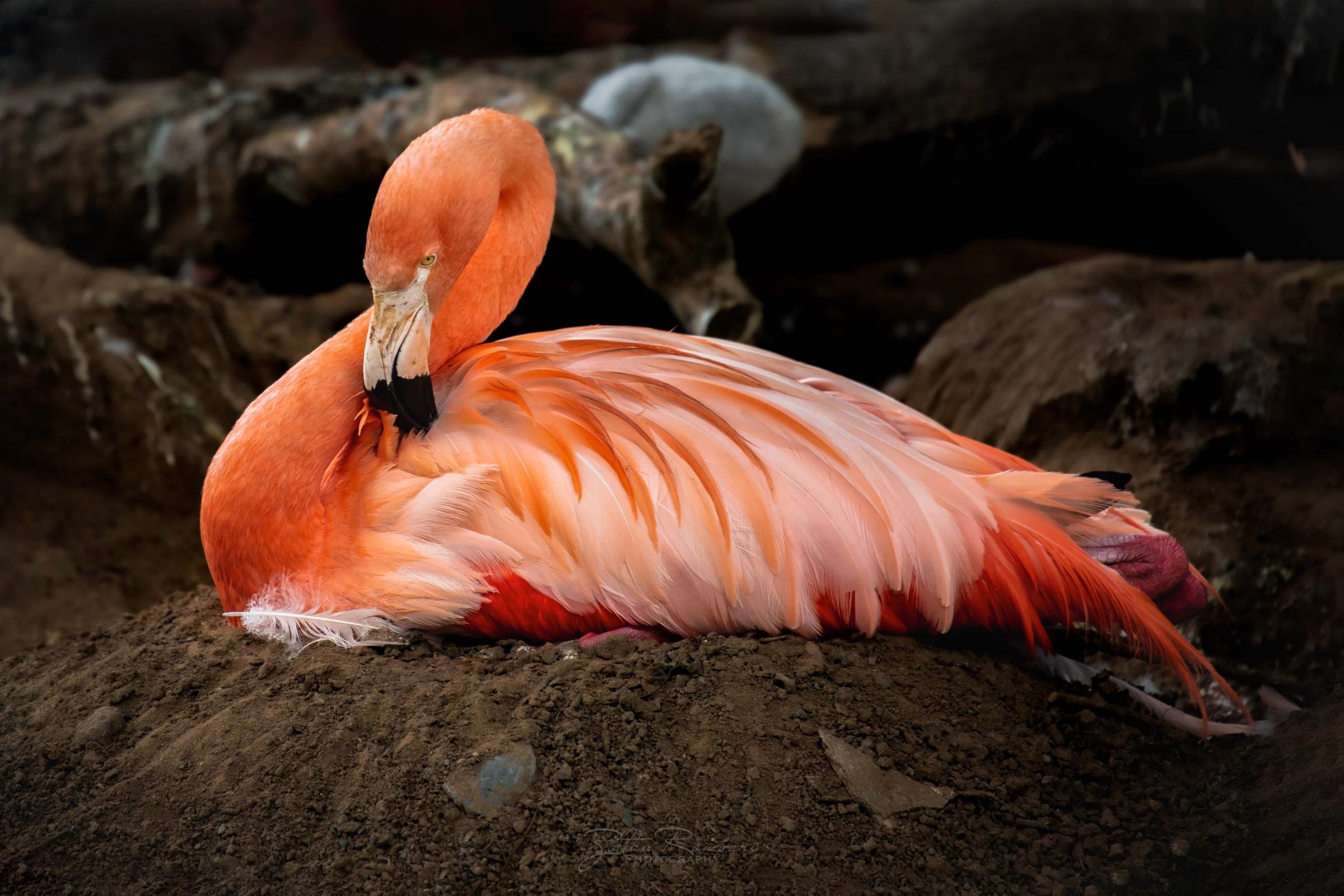 Flamingo at Chester Zoo - This years exhibition photo in Chicago