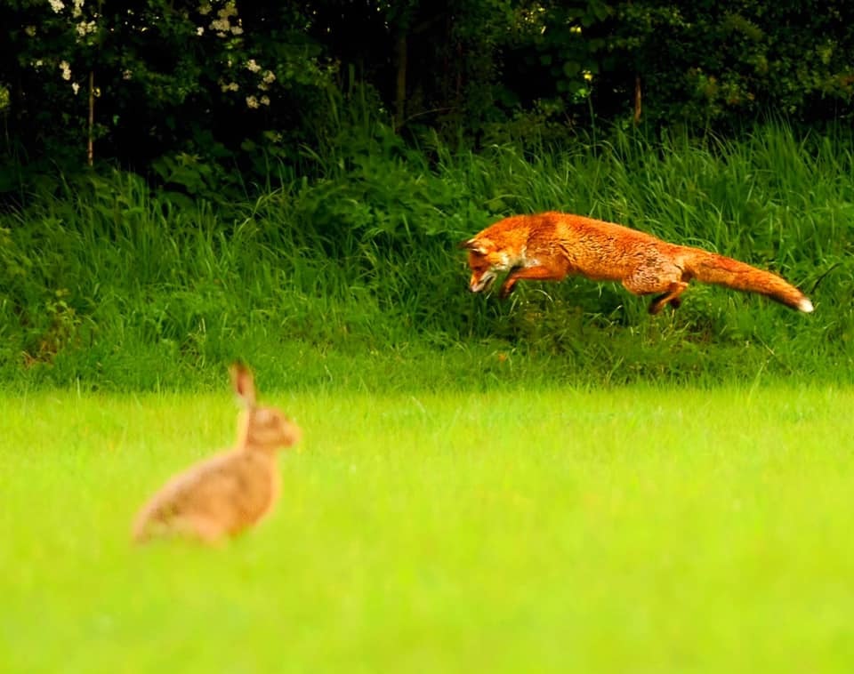 A fox in flight by Mick Ryan