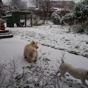 Dogs & Chickens in the Snow!