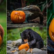 WATCH: Animals at Chester Zoo get into the spooky spirit this Halloween