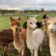 The proposed barn would house alpacas