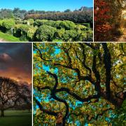 Wirral Camera Club members capture the beauty of trees