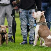 The RSPCA has reminded owners that from December 31, it will become illegal to breed, give away or sell an XL Bully.