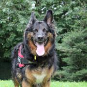 Wirral Globe's dog of the week, beautiful Tara can’t wait to be at the heart of a family