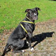 Can you help Wirral Globe's dog of the week Kiwi find the forever home she is looking for?