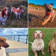 Photos of your four-legged friends enjoying a Wirral dog walk