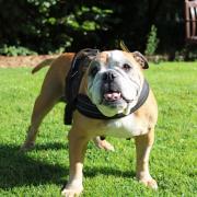 Wirral Globe's dog of the week, Rosie, is looking for 'a laidback home with cuddles and a comfy bed'