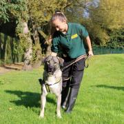 Indie is pictured with canine carer Rebecca Crossley