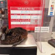 Wirral man rode bike ‘every day’ to weigh duckling at Post Office