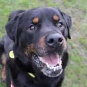 Wirral Globe dog of the week: Beautiful Bruno needs you