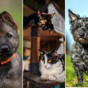 Your favourite photos on National Love Your Pet Day 2024