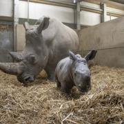 Southern White Rhino celebrates first Mother’s Day with new calf at Knowsley Safari