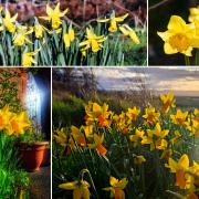 Delightful daffodils around Wirral on St David's Day