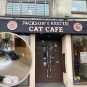 Wirral’s first rescue cat café opens in Hoylake