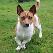 Wirral Globe's dog of the week, Olly, needs your help to find a new home