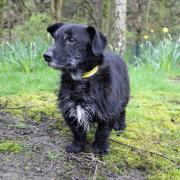 Wirral Globe dog of the week: 'Super sweet' Dusty