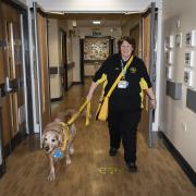 Therapy dog brings joy to Arrowe Park Hospital’s children’s ward on National Pet Day