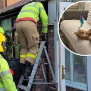 Ellesmere Port firefighters rescue pet at Jemima (inset) who had found herself stuck in a tight spot. Picture: Cheshire Fire and Rescue Service.