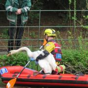 RSPCA ‘devastated’ after Wirral park swan suffering from suspected bird flu put down