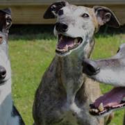 National Greyhound Day meet up to take place in Birkenhead