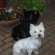 Benson (black fur) and Charlie (white fur).
