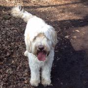Zuko the Labradoodle enjoys rolling in mud