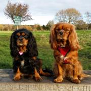 Cavalier King Charles Spaniels Poppy and Rosie pictures in Parkgate