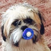 Shih Tzu Woody  lives with mum Theresa in Tranmere.