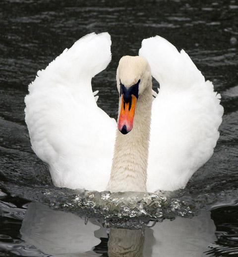 Graceful swan gliding by Steve Coyne.