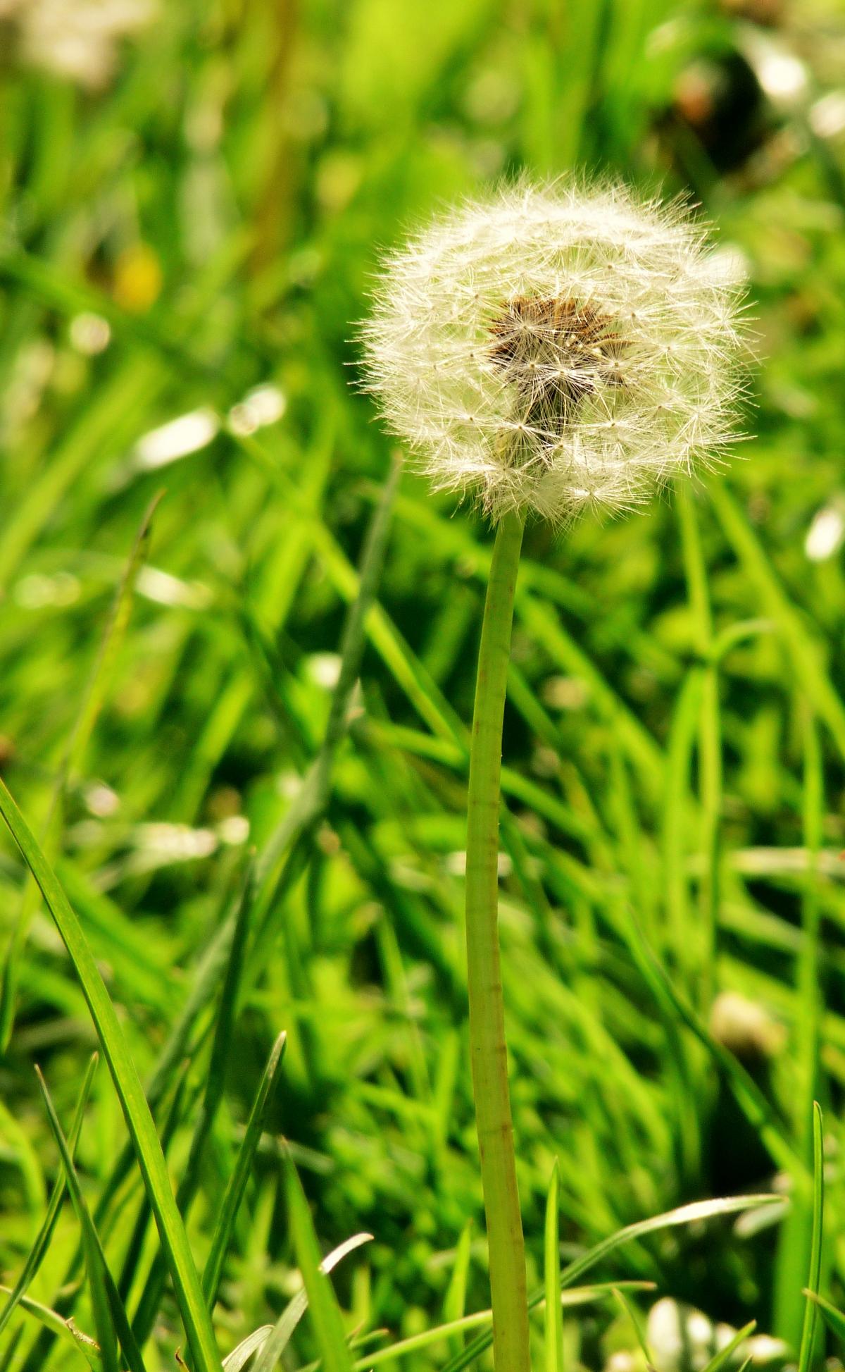 Make a wish on this dandelion clock. Sent in by Hayley Elizabeth Young