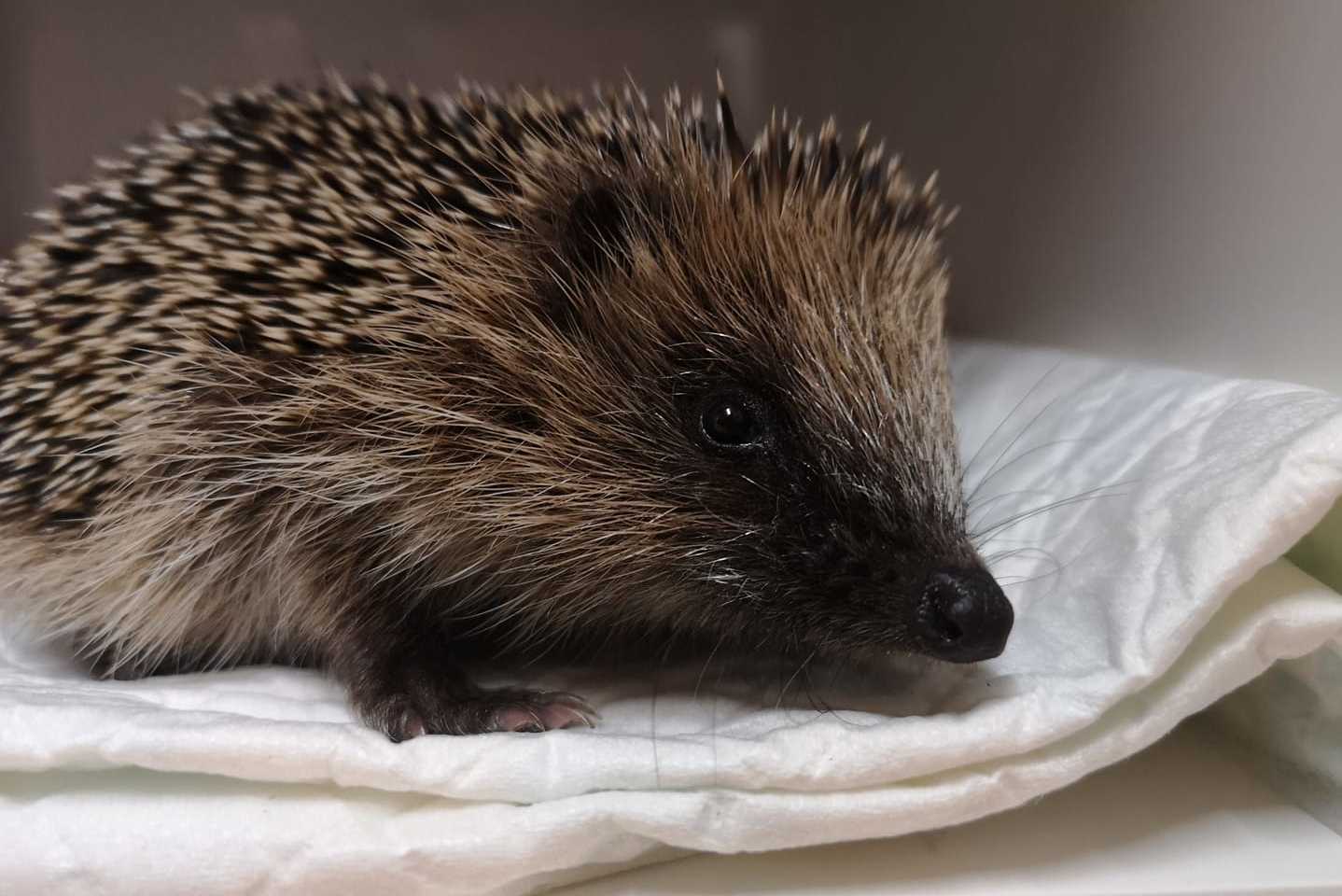 Wirral Animal Sanctuary launches desperate winter appeal after rescuing more than 100 hedgehogs