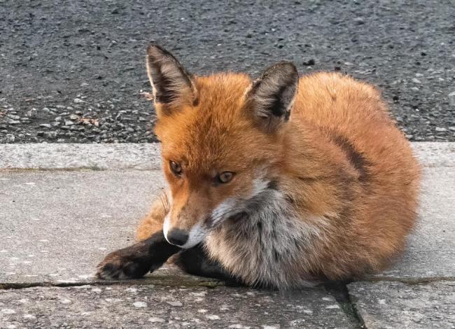This fox was spotted in broad daylight in Oxton. Photo: Ron Thomas