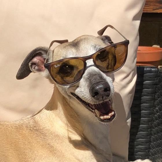 ray bans for dogs