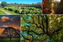 Wirral Camera Club members capture the beauty of trees