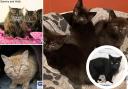 These cute felines need a new home, find out more about them here (RSPCA)
