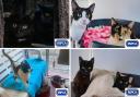 These 8 cats at the RSPCA in Wirral and Chester are looking for forever homes (RSPCA/Canva)