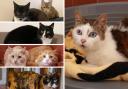 7 cats with RSPCA in Wirral and Chester are looking for new homes (RSPCA/Canva)