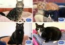 These 5 cats at the RSPCA in Wirral and Chester are looking for forever homes (RSPCA/Canva)