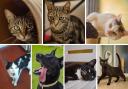 These 7 animals at the RSPCA in Wirral and Chester are looking for forever homes (RSPCA/Canva)
