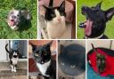Take a look at these 7 pets at RSPCA Wirral and Chester who need new homes (RSPCA/Canva)