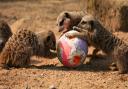 Knowsley Safari Park host egg hunt this Easter