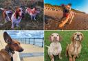 Photos of your four-legged friends enjoying a Wirral dog walk